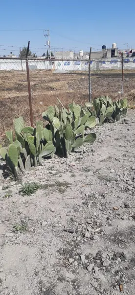 Terreno en venta en San Lorenzo Tepaltitlán Centro, Toluca — foto 3 de 8