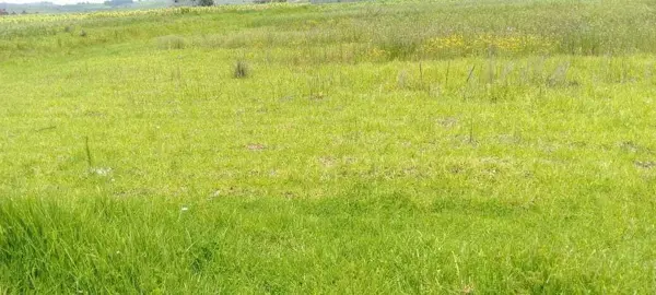 Terreno en renta en Ejido San Diego, Almoloya de Juárez — foto 3 de 6