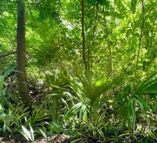 Terreno en venta en Playa Car Fase II, Playa del Carmen — foto 2 de 14