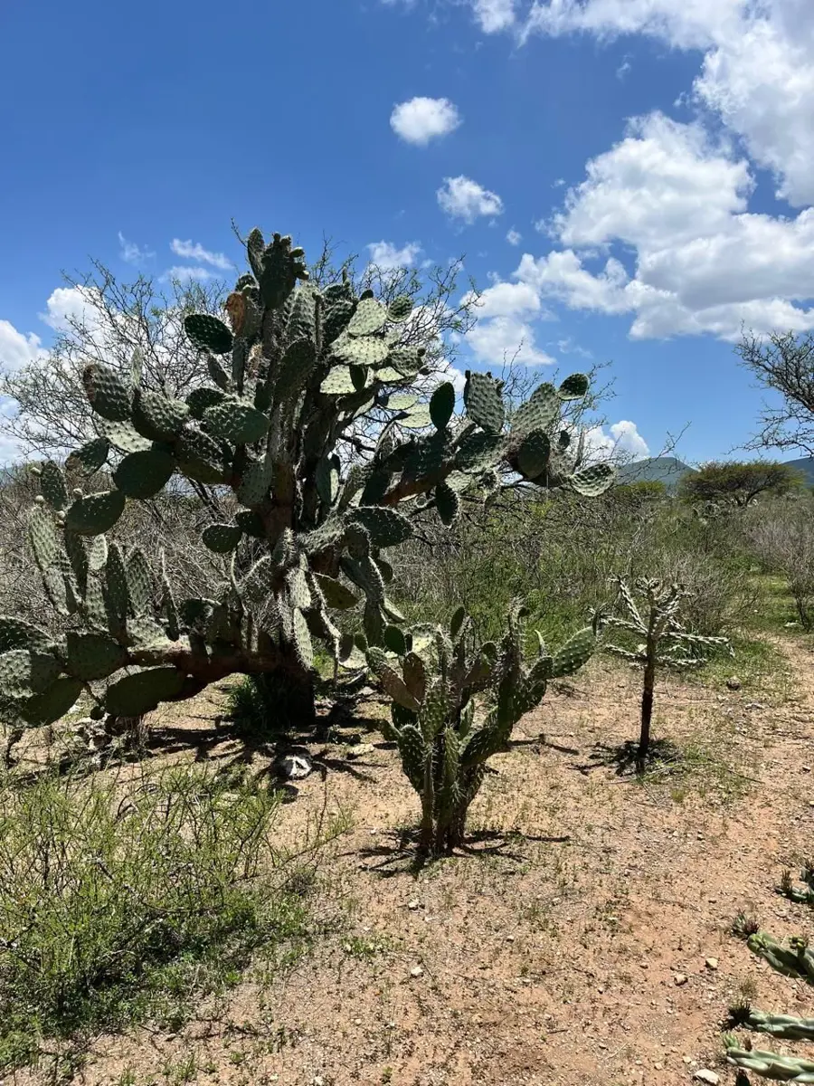 Terreno en venta en Alfredo V. Bonfil (Los Pérez), Ezequiel Montes — foto 1 de 14