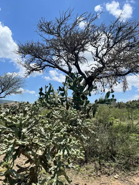 Terreno en venta en Alfredo V. Bonfil (Los Pérez), Ezequiel Montes — foto 2 de 14