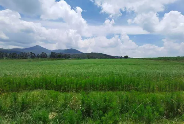 Terreno en venta en El Rosal, Jilotepec — foto 2 de 11
