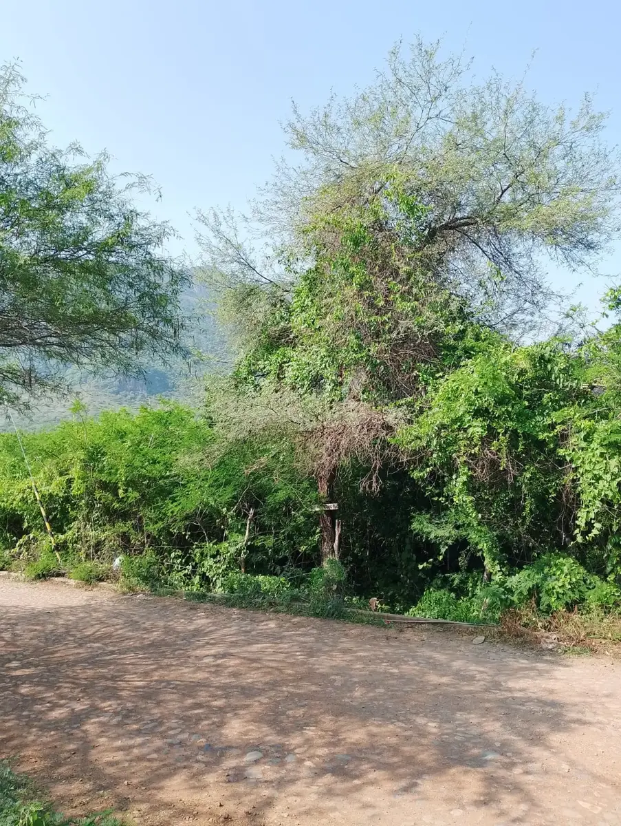 Terreno en venta en Chiquihuitlán, Autlán de Navarro — foto 1 de 8