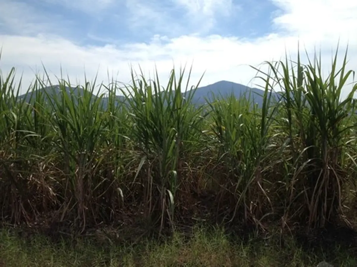 Terreno en venta en El Chante, Autlán de Navarro — foto 1 de 4