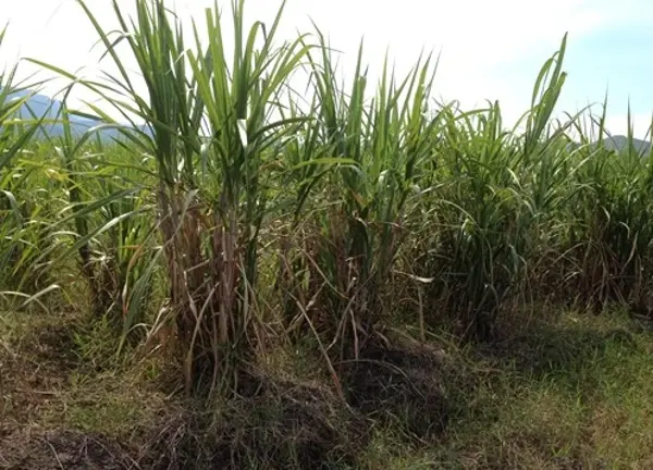 Terreno en venta en El Chante, Autlán de Navarro — foto 2 de 4