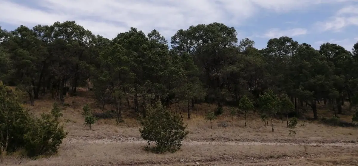 Terreno en venta en Ejidal, Arteaga — foto 1 de 3