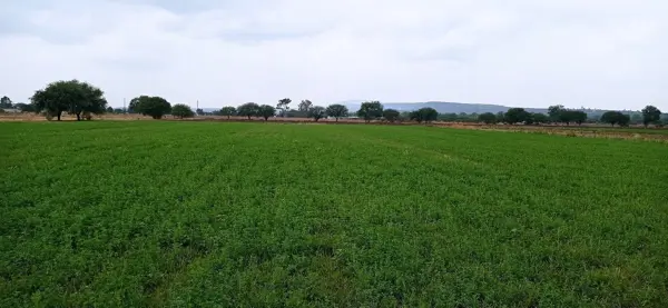 Terreno en venta en Loma de la Griega, El Marqués — foto 3 de 6