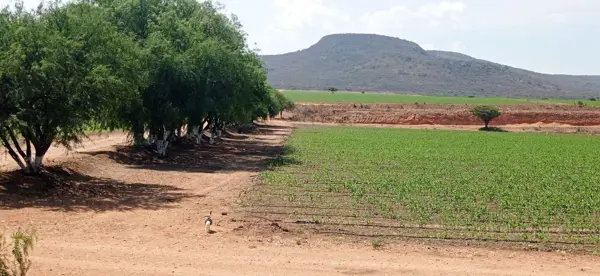 Finca-Rancho en venta en La Laja, Tequisquiapan — foto 3 de 19