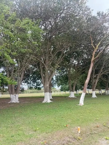 Terreno en venta en Paso Colorado, Medellín de Bravo — foto 2 de 3