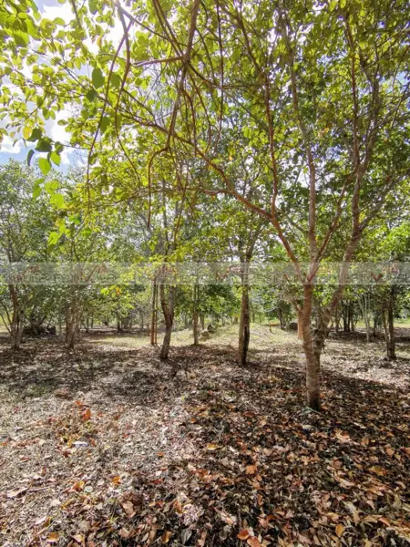 Terreno en venta en Bacalar Centro, Bacalar — foto 2 de 8