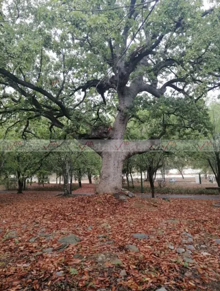 Terreno en venta en Plaza Rincón de la Virgen, Monterrey — foto 3 de 8
