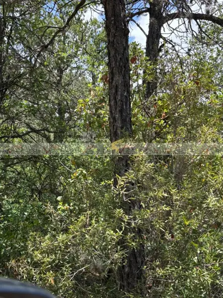 Terreno en venta en Guadalupe, Arteaga — foto 2 de 8