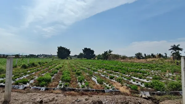 Terreno en venta en Campo el Partidor, Yautepec — foto 3 de 8