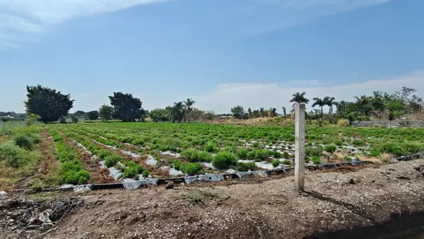 Terreno en venta en Campo el Partidor, Yautepec — foto 2 de 8