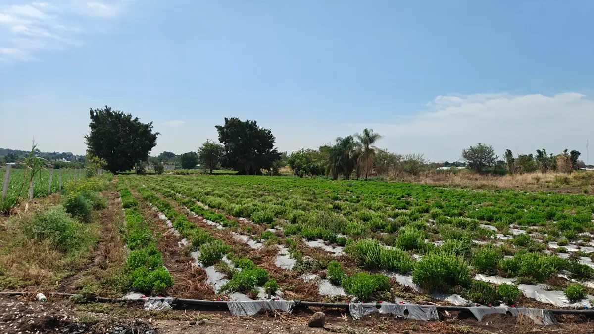 Terreno en venta en Campo el Partidor, Yautepec — foto 1 de 8