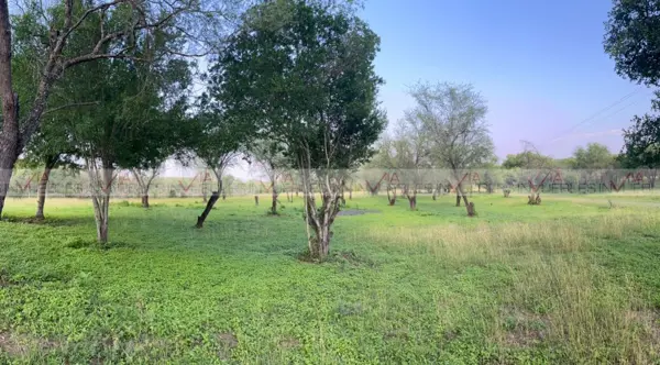 Terreno en venta en El Pastor, Montemorelos — foto 2 de 8