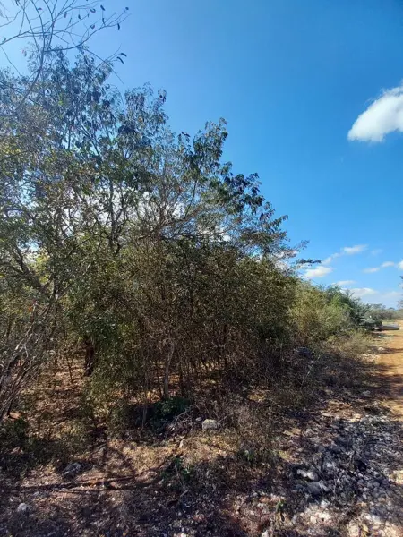 Terreno en venta en Centro Umán, Umán — foto 3 de 8