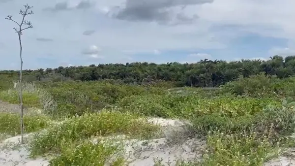 Terreno en venta en El Cuyo, Tizimín — foto 3 de 11