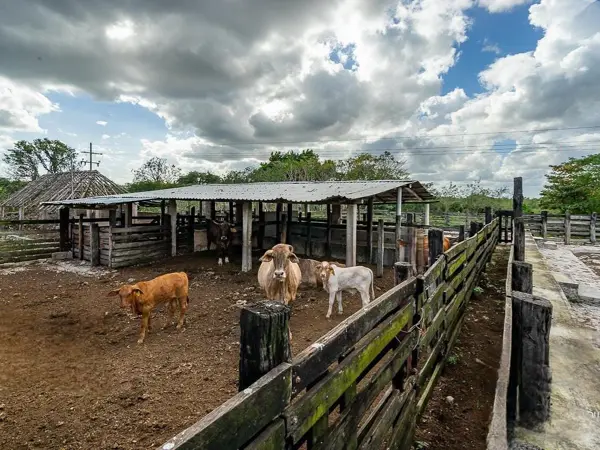 Finca-Rancho en venta en Panaba, Panabá — foto 3 de 20