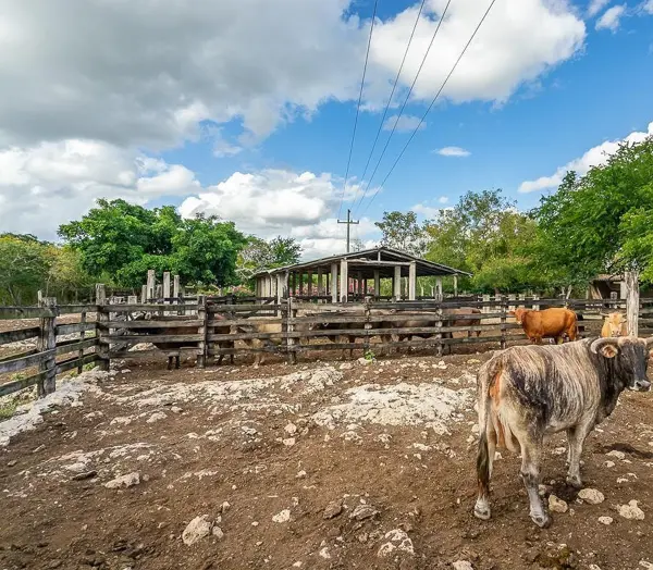 Finca-Rancho en venta en Panaba, Panabá — foto 2 de 20