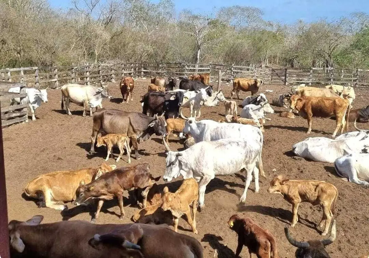Finca-Rancho en venta en Buctzotz, Buctzotz — foto 1 de 16