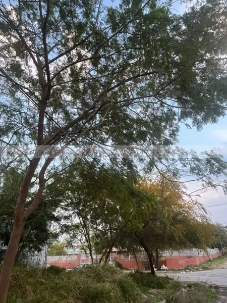 Terreno en venta en San Antonio, Juárez — foto 2 de 8