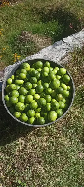 Terreno en venta en Mesa de Dolores Primera Sección (Mesa del Rayo), Valle de Bravo — foto 3 de 12
