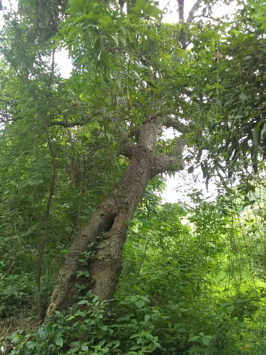 Terreno en venta en Palmarejo, Emiliano Zapata — foto 1 de 7