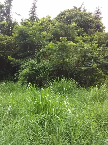 Terreno en venta en Palmarejo, Emiliano Zapata — foto 3 de 7