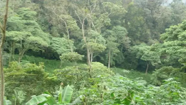 Finca-Rancho en venta en Cinco Palos, Coatepec — foto 3 de 10