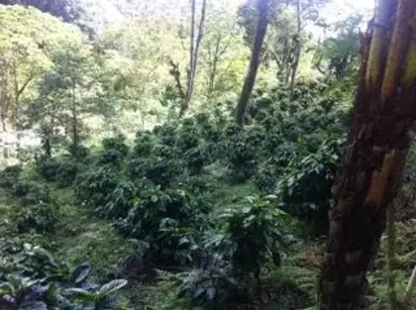 Finca-Rancho en venta en Cinco Palos, Coatepec — foto 2 de 10