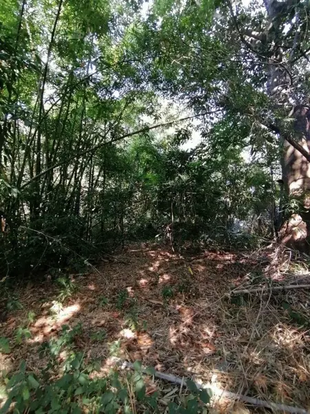 Terreno en venta en Leandro Valle, Jonacatepec de Leandro Valle — foto 2 de 18