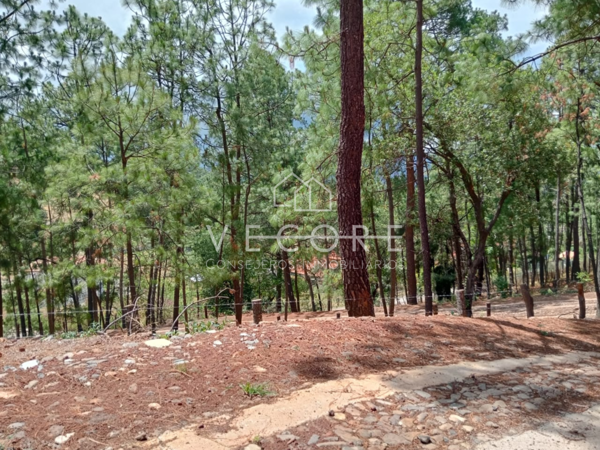 Terreno en venta en Mazamitla, Mazamitla — foto 3 de 13
