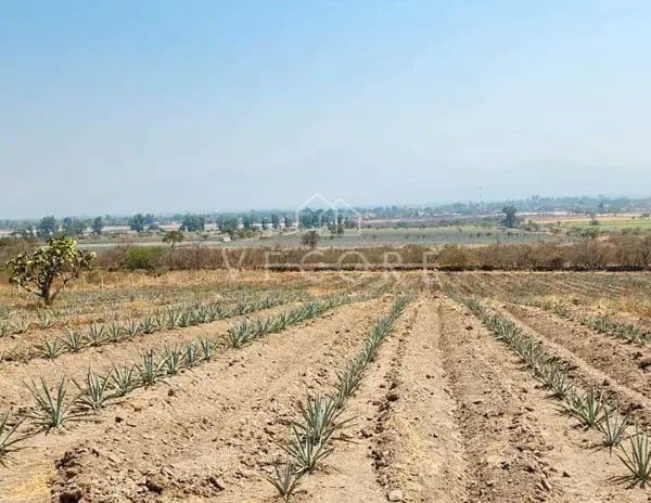 Terreno en venta en San Martín Hidalgo, San Martín Hidalgo — foto 2 de 7