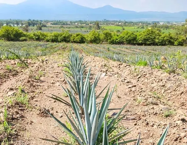 Terreno en venta en San Martín Hidalgo, San Martín Hidalgo — foto 3 de 7