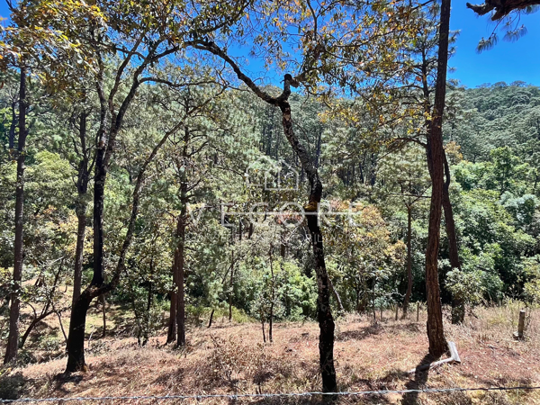 Terreno en venta en Mazamitla, Mazamitla — foto 2 de 10