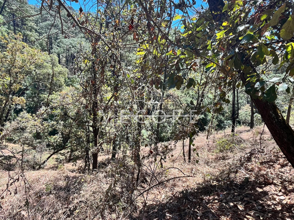 Terreno en venta en Mazamitla, Mazamitla — foto 3 de 10
