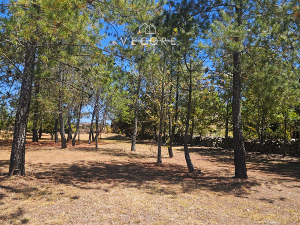 Terreno en venta en Tapalpa, Tapalpa — foto 3 de 8