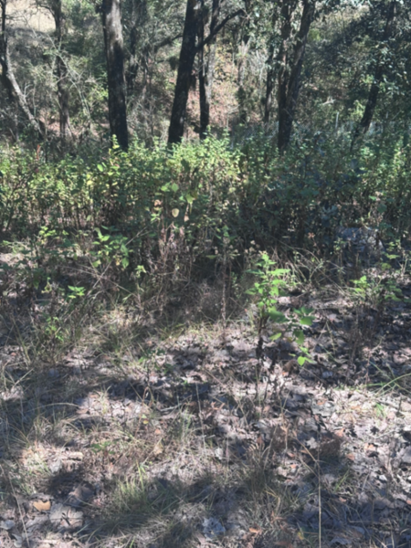Terreno en venta en Los Alcanfores, San Cristóbal de las Casas — foto 2 de 2