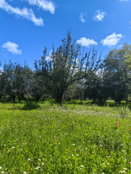 Terreno en venta en Huasca de Ocampo Centro, Huasca de Ocampo — foto 3 de 15