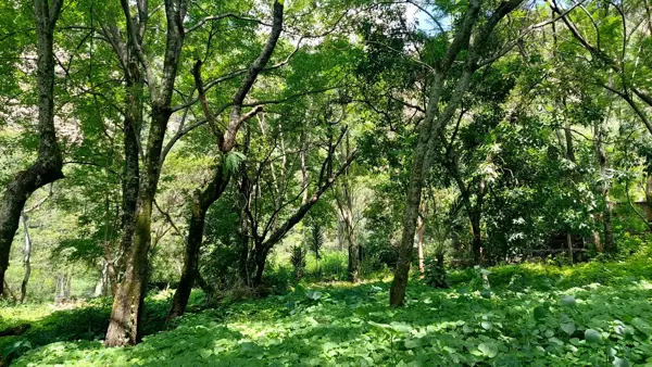 Terreno en venta en San Martín, Malinalco — foto 3 de 8
