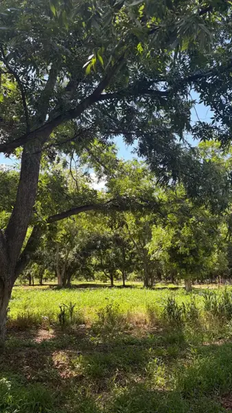 Terreno en venta en Rincon del Montero, Parras — foto 3 de 6
