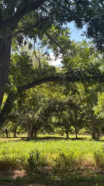 Terreno en venta en Rincon del Montero, Parras — foto 2 de 6