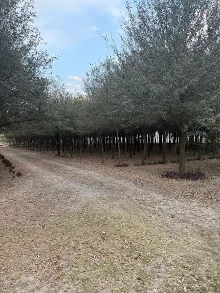 Terreno en venta en San Antonio, Juárez — foto 3 de 13