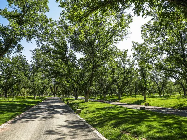 Terreno en venta en Parras de la Fuente Centro, Parras — foto 3 de 8