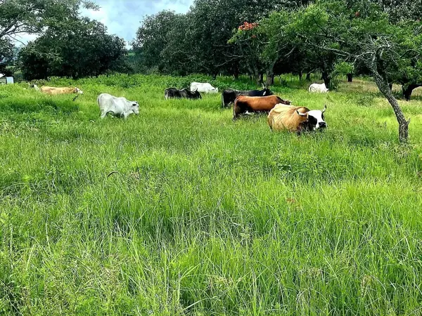 Finca-Rancho en venta en Quila, Tecolotlán — foto 2 de 47