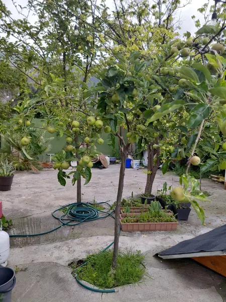 Finca-Rancho en venta en Los Lirios, Arteaga — foto 3 de 16