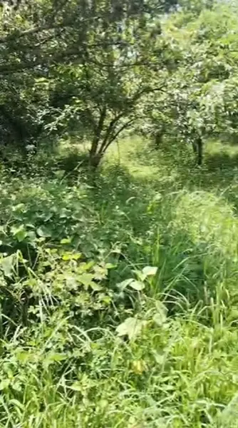 Terreno en venta en Tepoztlan Centro, Tepoztlán — foto 3 de 5