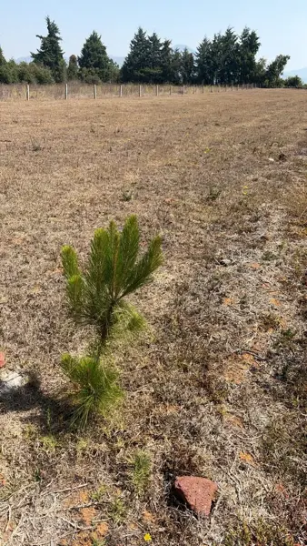 Terreno en venta en Lázaro Cárdenas (San Bartolo Pareo), Pátzcuaro — foto 3 de 11