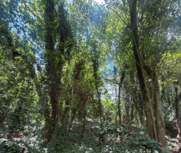 TERRENO RESIDENCIAL EN VENTA EN OLINALÁ, SAN PEDRO GARZA GARCÍA, 1,486.72 M²